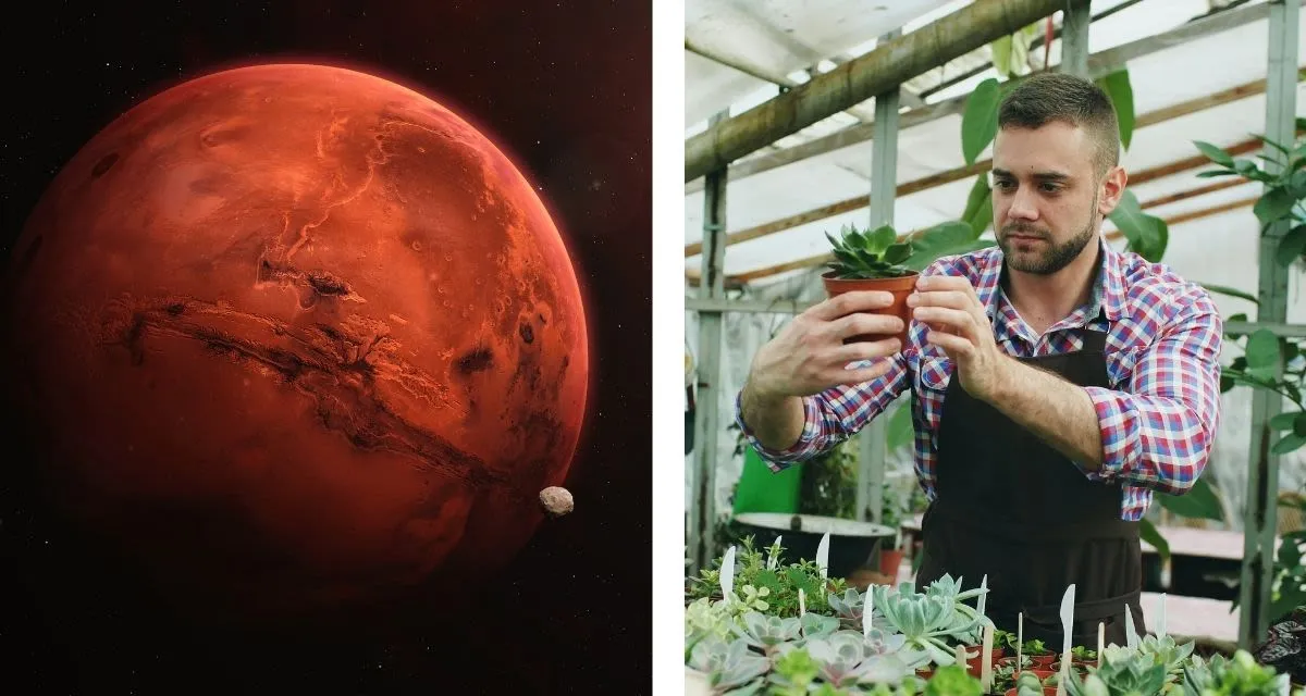 Ahli botani Wieger Wamelink berhasil menanam ribuan benih di simulasi tanah Mars