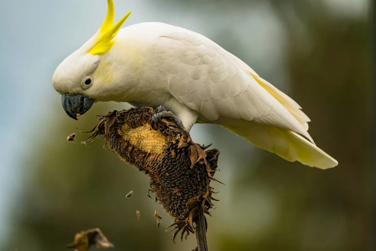 Aksi kakatua Calvin membuat sarapan jadi konfeti di suaka burung Florida