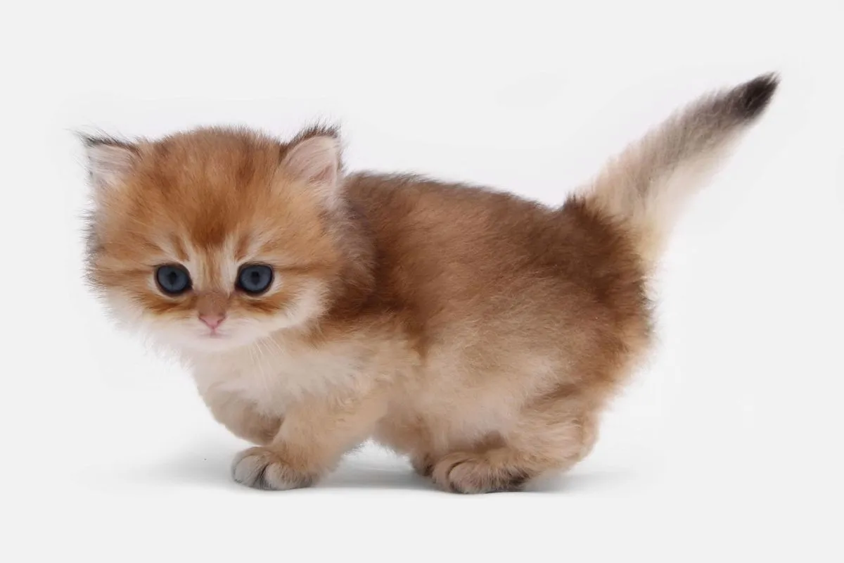Aksi menggemaskan anak kucing British Longhair bernama Copper ajak cermin main