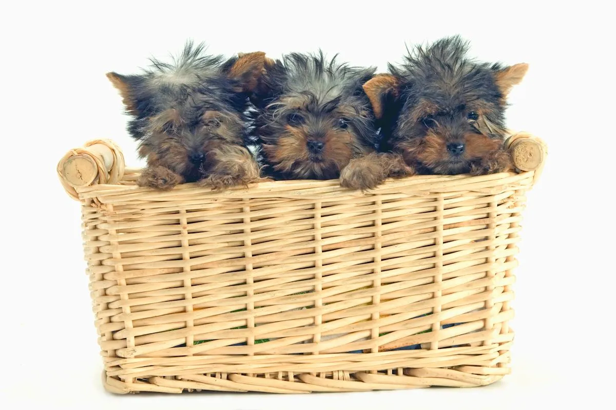 Enam anak anjing Yorkshire Terrier dengan variasi warna bulu langka merle dan Golddust