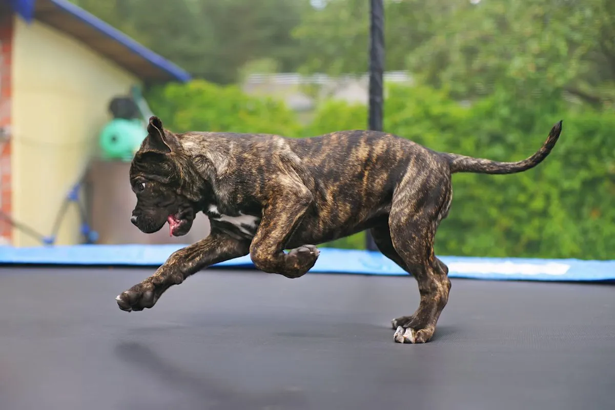 Seekor anjing American Bully kedapatan merusak trampolin saat ditinggal liburan