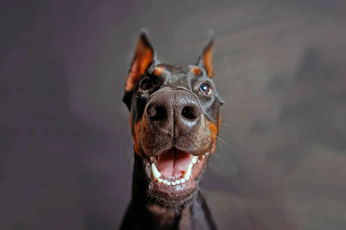 Seekor anjing Doberman rescue melolong unik mirip Husky saat mendengar suara sirene
