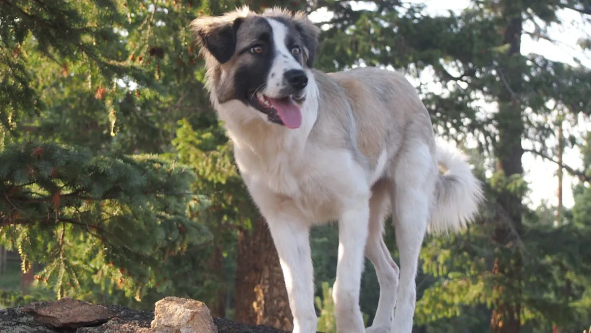 Anjing Great Pyrenees bernama Koby menggali tanah pertama kali pasca amputasi