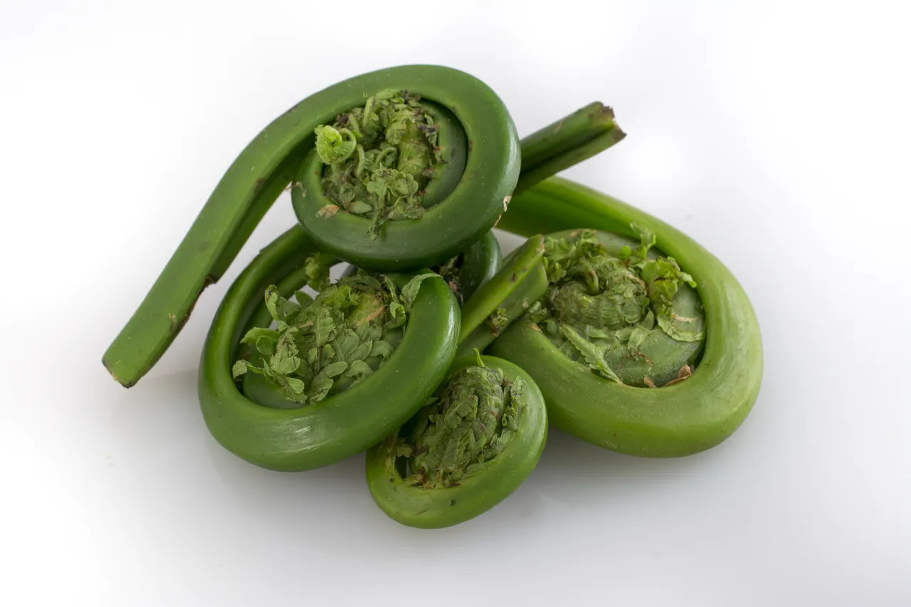 Fiddlehead adalah pucuk paku muda yang populer sebagai bahan sayuran lezat di berbagai negara.