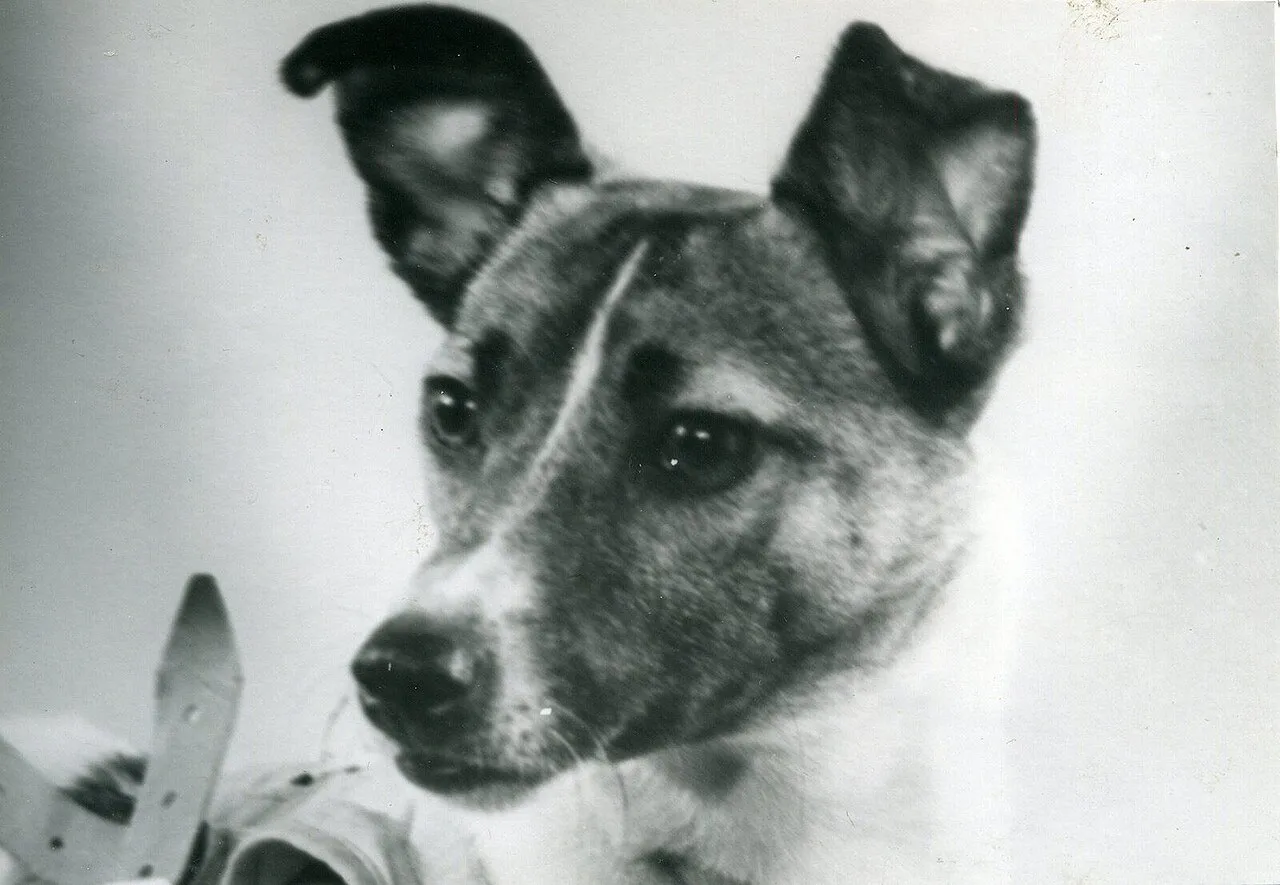 Laika, anjing kosmonot pertama yang mengorbit Bumi dalam misi Sputnik 2 Uni Soviet