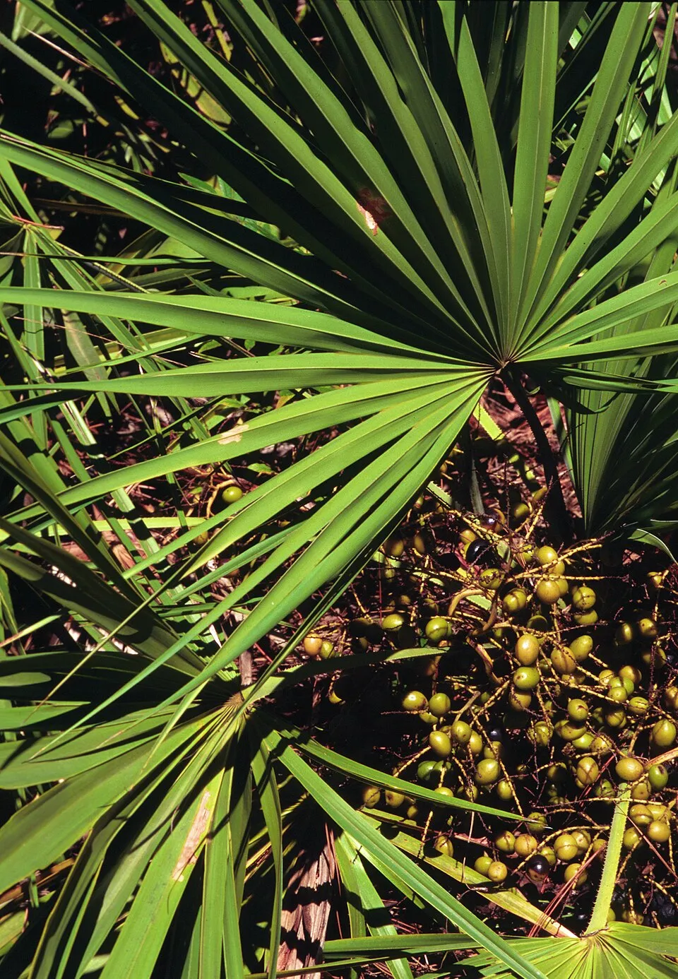 Serenoa repens atau saw palmetto, tanaman palma unik yang tumbuh di wilayah tenggara Amerika Serikat