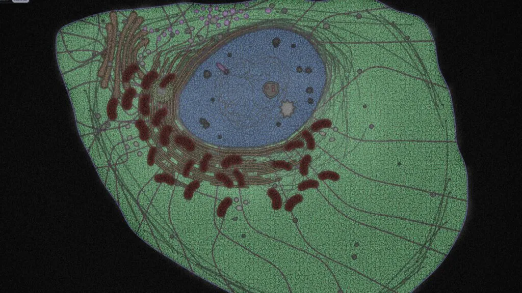 GenBio AI rilis AIDO Cell sebagai model virtual sel tubuh manusia