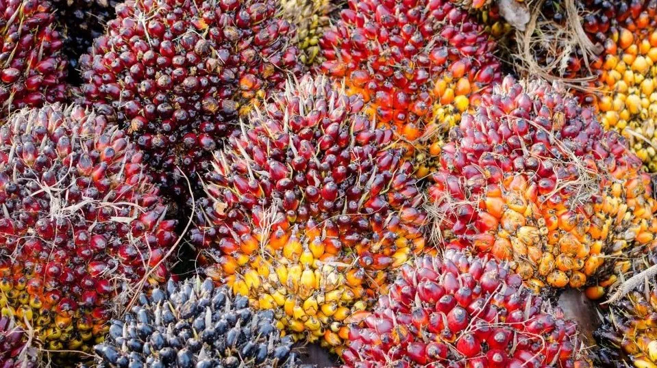 Harga TBS sawit di Dharmasraya tembus Rp3.942 per kg dengan PT AWB sebagai penawar tertinggi