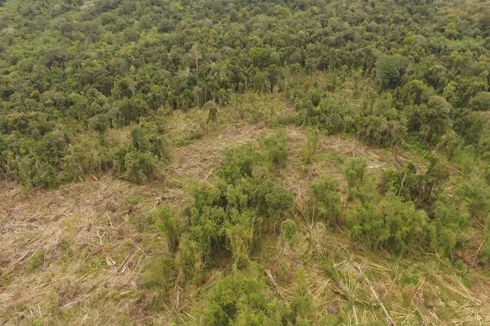 Hutan di hulu sungai lekuk 50 tumbi lempur ludes dibabat pembalap liar
