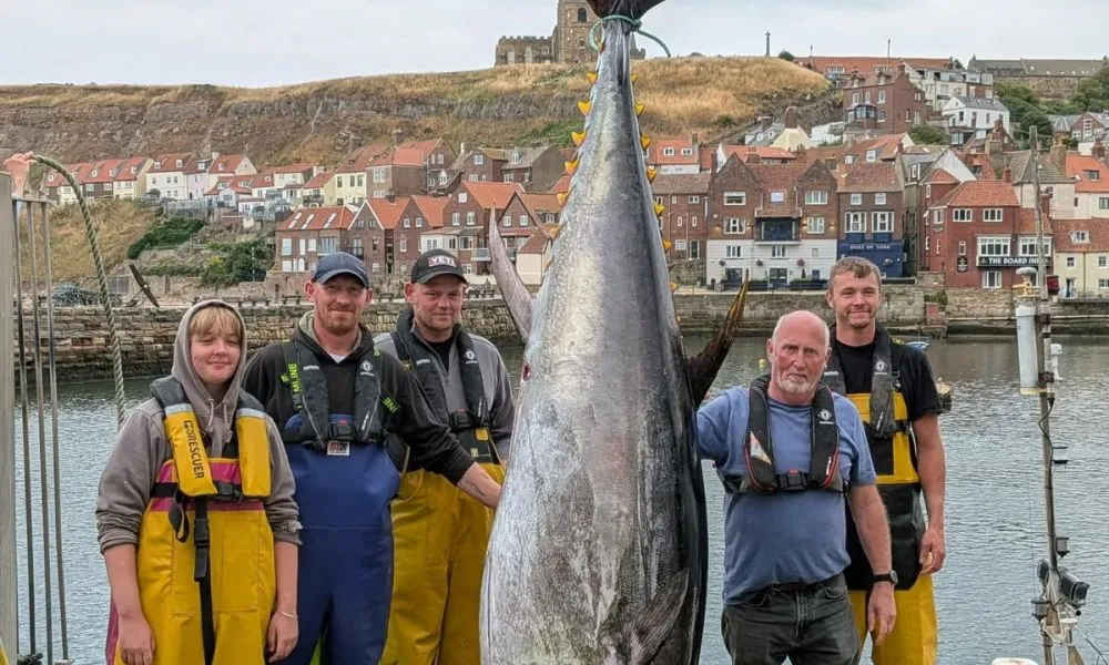 Ikan bluefin tuna raksasa seberat 338 kg berhasil ditangkap di Whitby