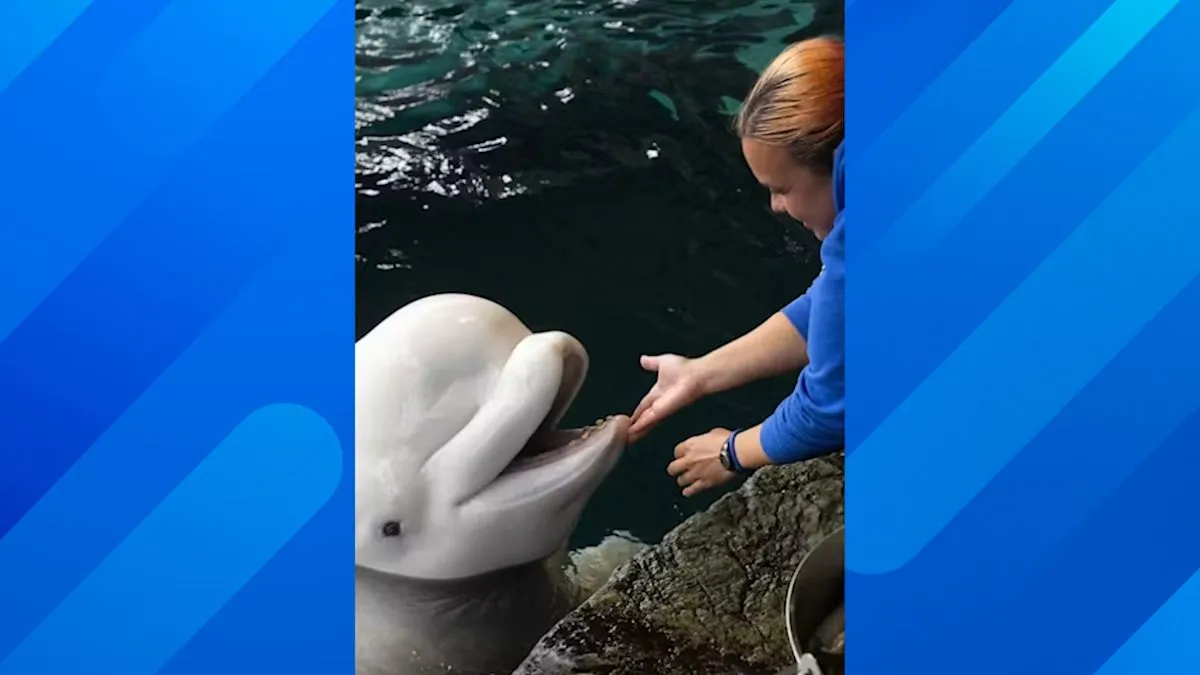 Shedd Aquarium konfirmasi kematian dua paus beluga di fasilitas mereka