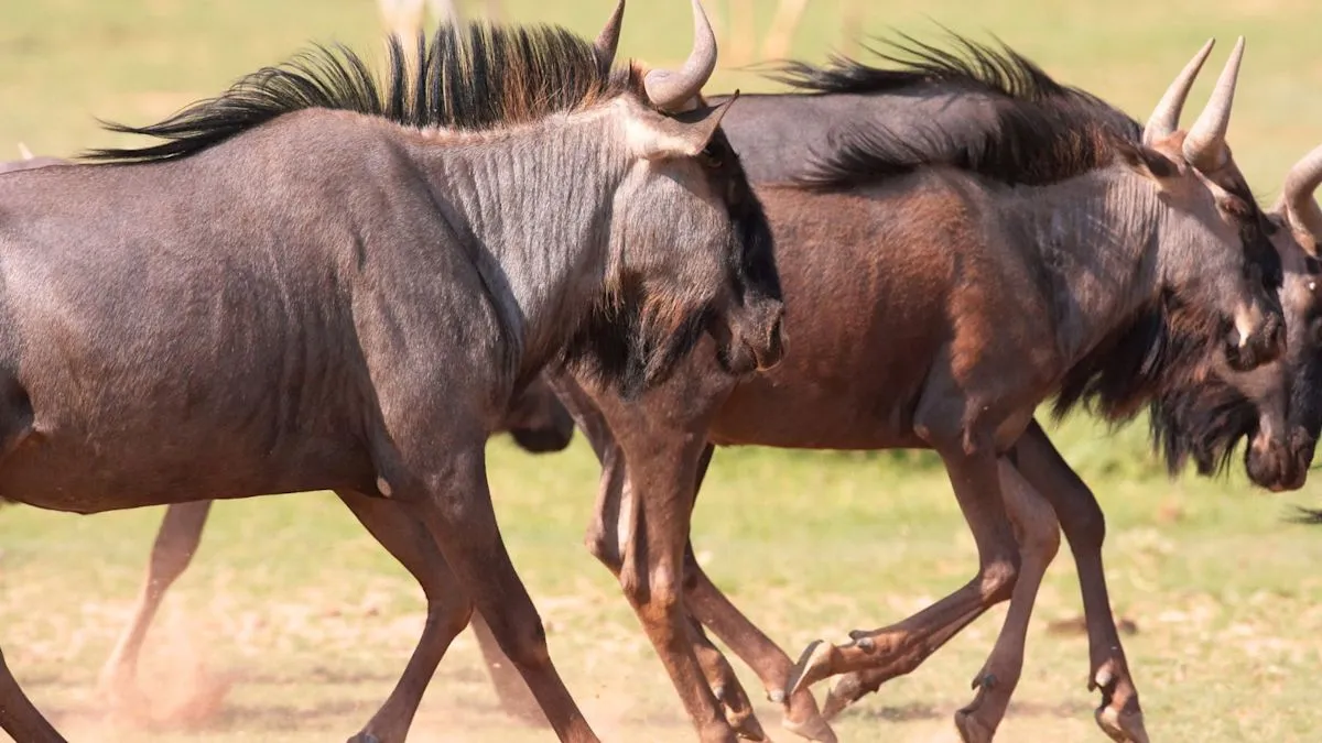 King Lewanika Lodge di Zambia tawarkan pemandangan migrasi wildebeest