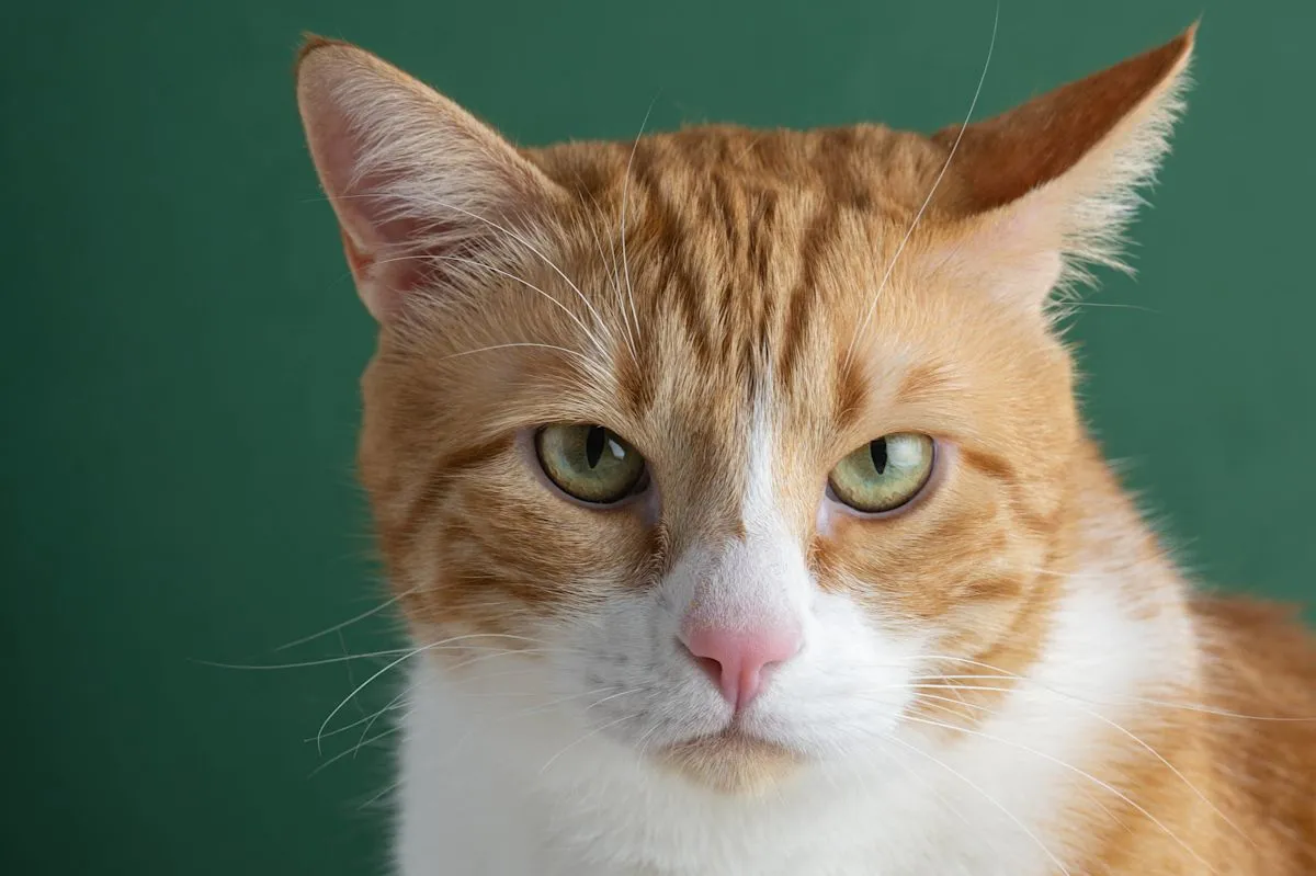 Seekor kucing ditinggal pemilik pindah rumah di apartemen dengan sedih
