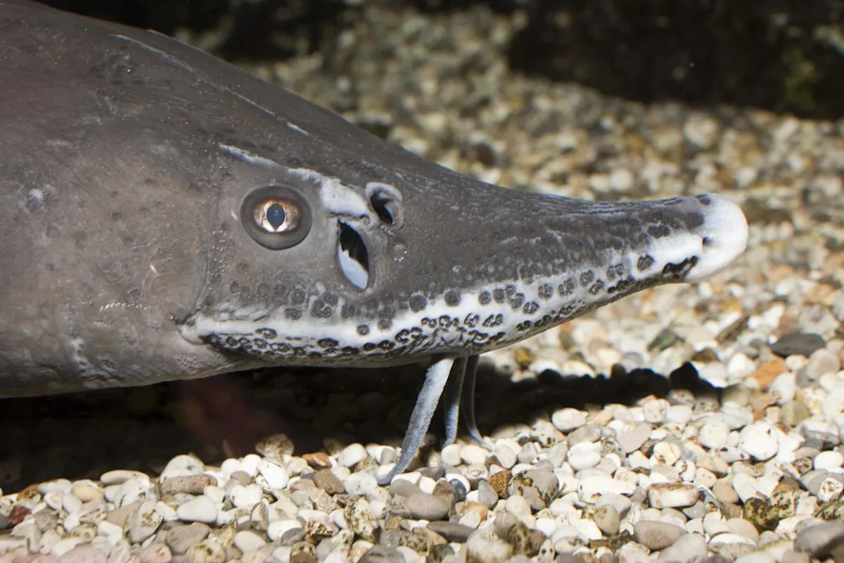 Seekor ikan sturgeon besar dipegang oleh peneliti di perairan Michigan