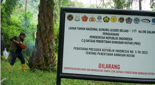 Tim gabungan musnahkan sawit ilegal demi penyelamatan Hutan Rembawaren di TNGL