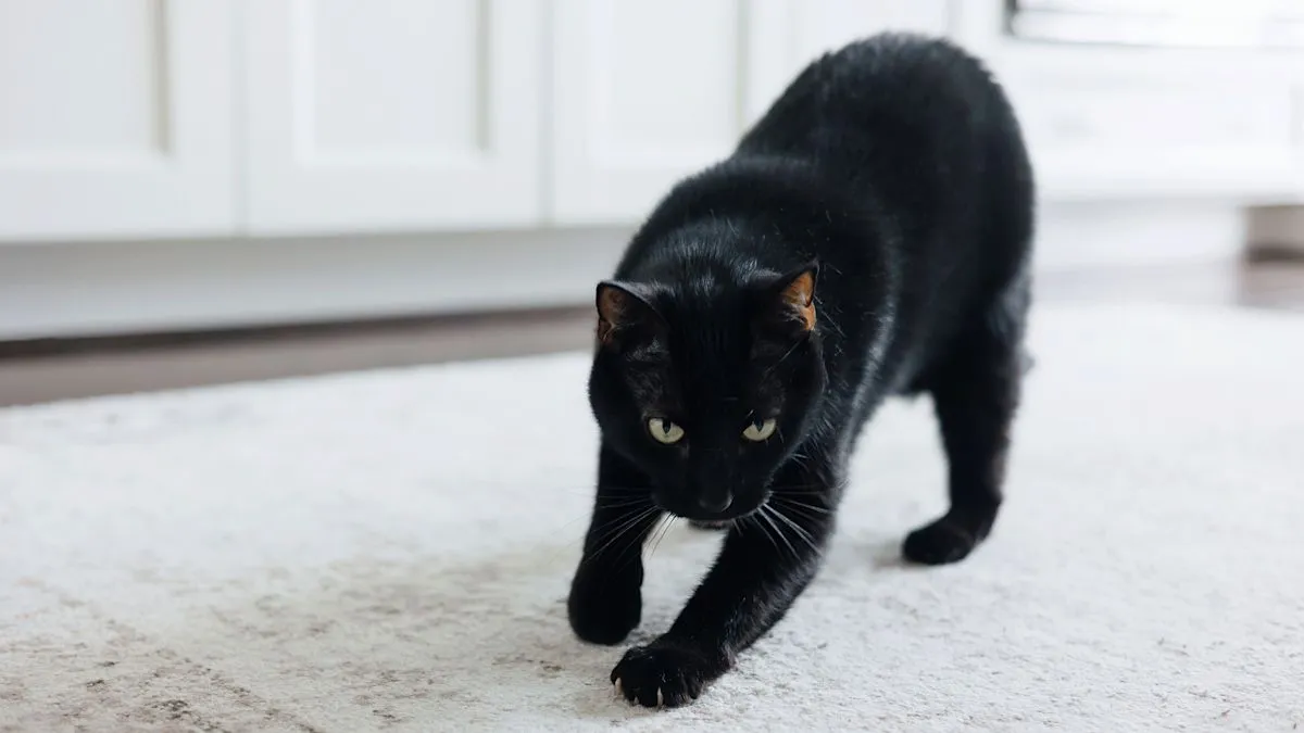 Kucing domestik meninggalkan tanda aroma di lingkungan sekitar