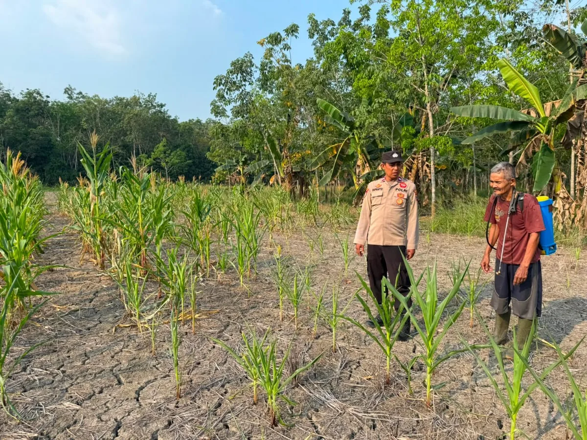 Polsek Muara Harus cek kebun jagung pakan yang terancam kekeringan dan serangan hama di Kabupaten Tabalong