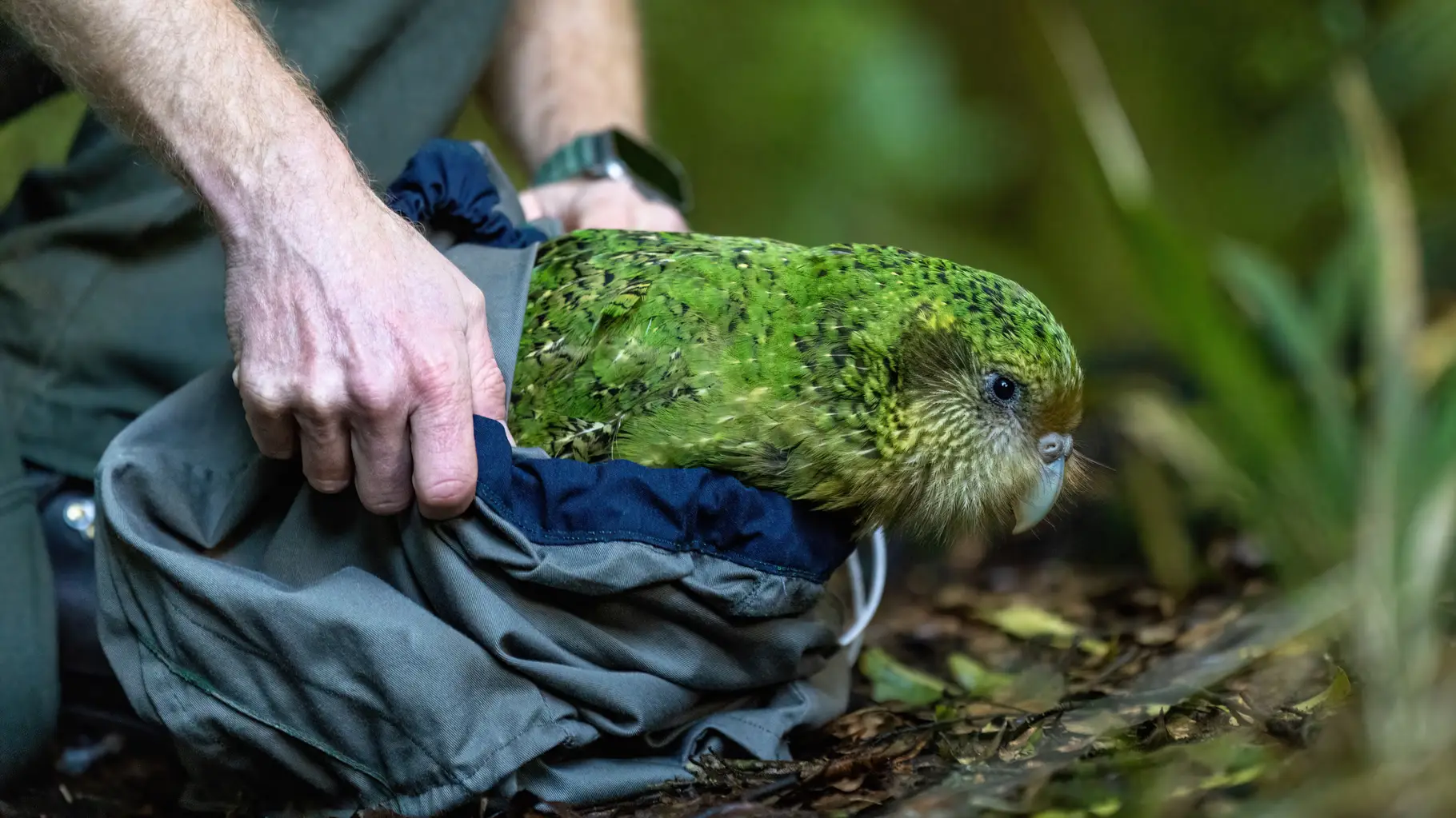 Populasi burung kākāpō di Selandia Baru meroket naik setelah nyaris punah