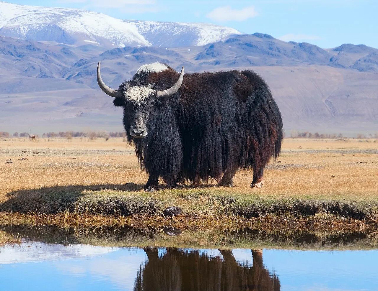 Yak adalah hewan mamalia berambut panjang yang mendiami wilayah dataran tinggi Himalaya