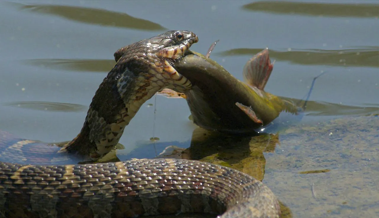 Piscivor adalah kelompok hewan karnivor yang memiliki spesialisasi atau ketergantungan tinggi pada ikan sebagai sumber makanan utama