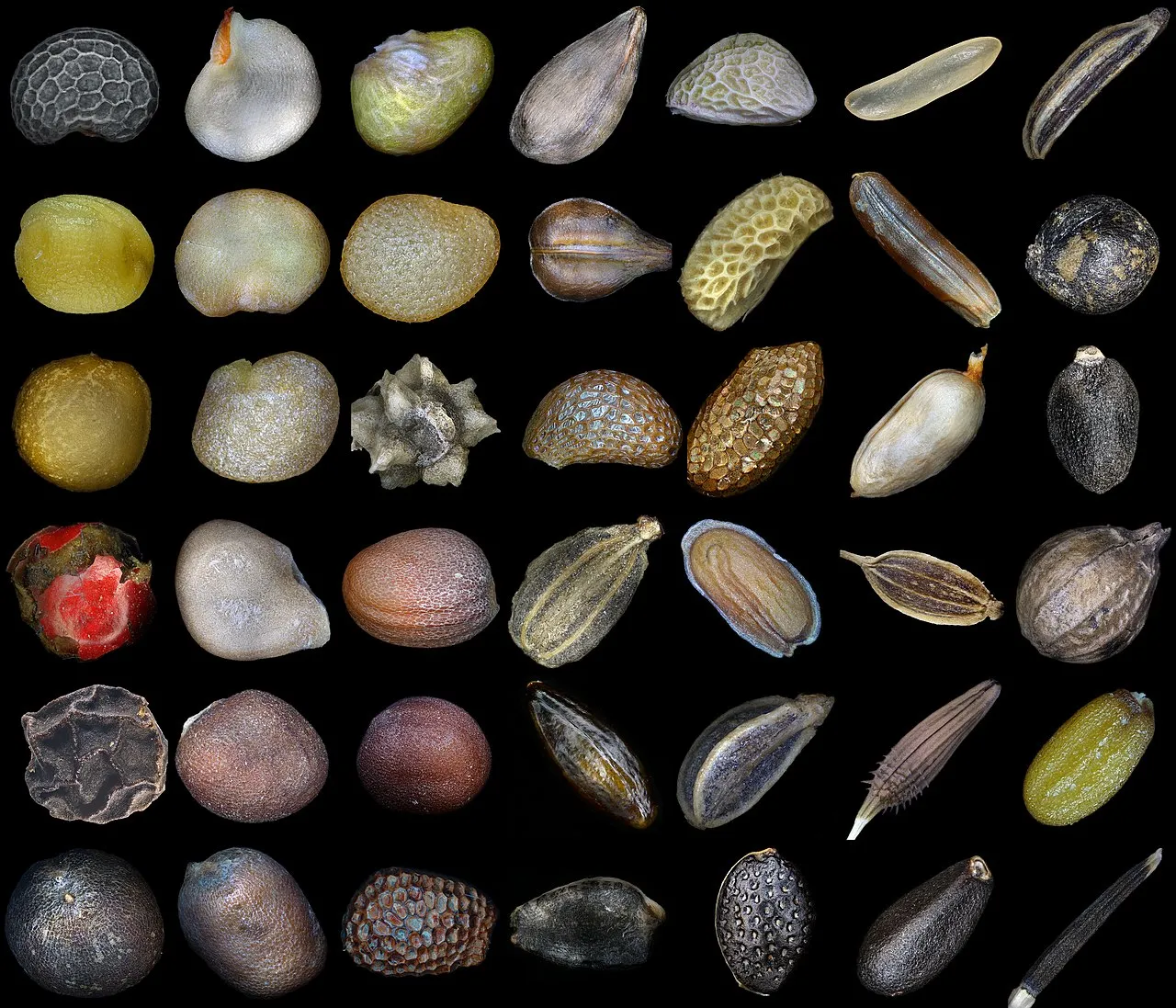 Seed atau biji merupakan struktur reproduksi esensial yang memastikan kelangsungan hidup dan penyebaran tumbuhan