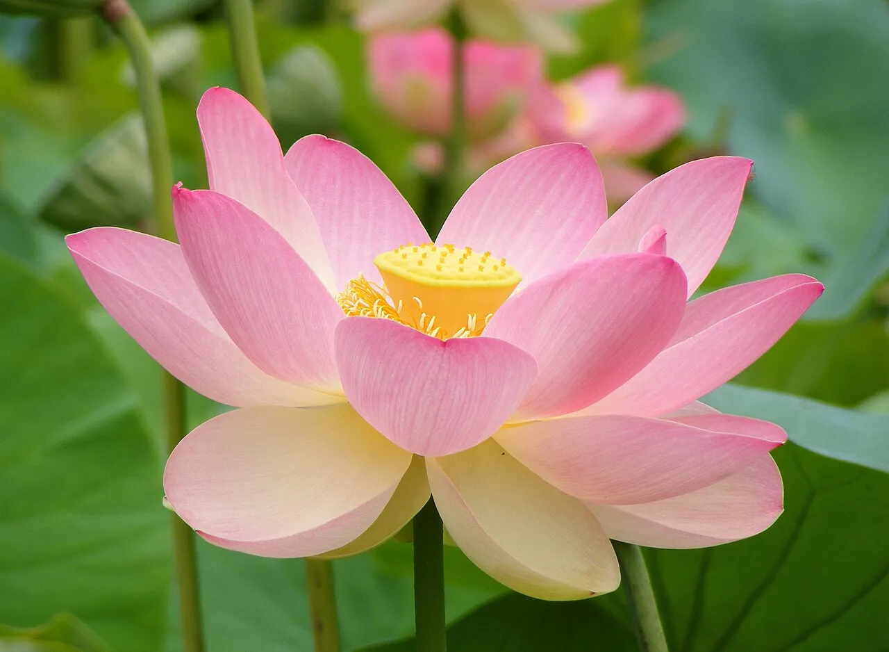 Nelumbo adalah genus tanaman air kuno yang terkenal dengan daun ultrahydrophobic dan bunga yang indah