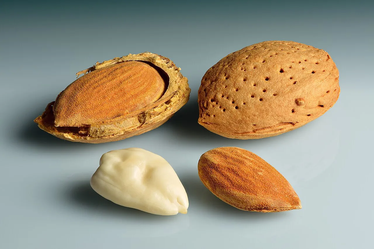 Tanaman almond dan buahnya yang menjadi salah satu komoditas pertanian penting di dunia