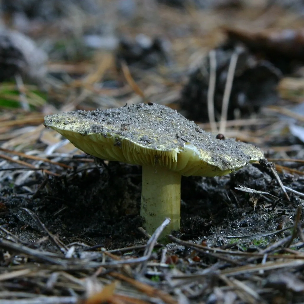Tricholoma equestre atau ksatria kuning menyimpan potensi racun berbahaya meskipun dulunya sangat populer dikonsumsi