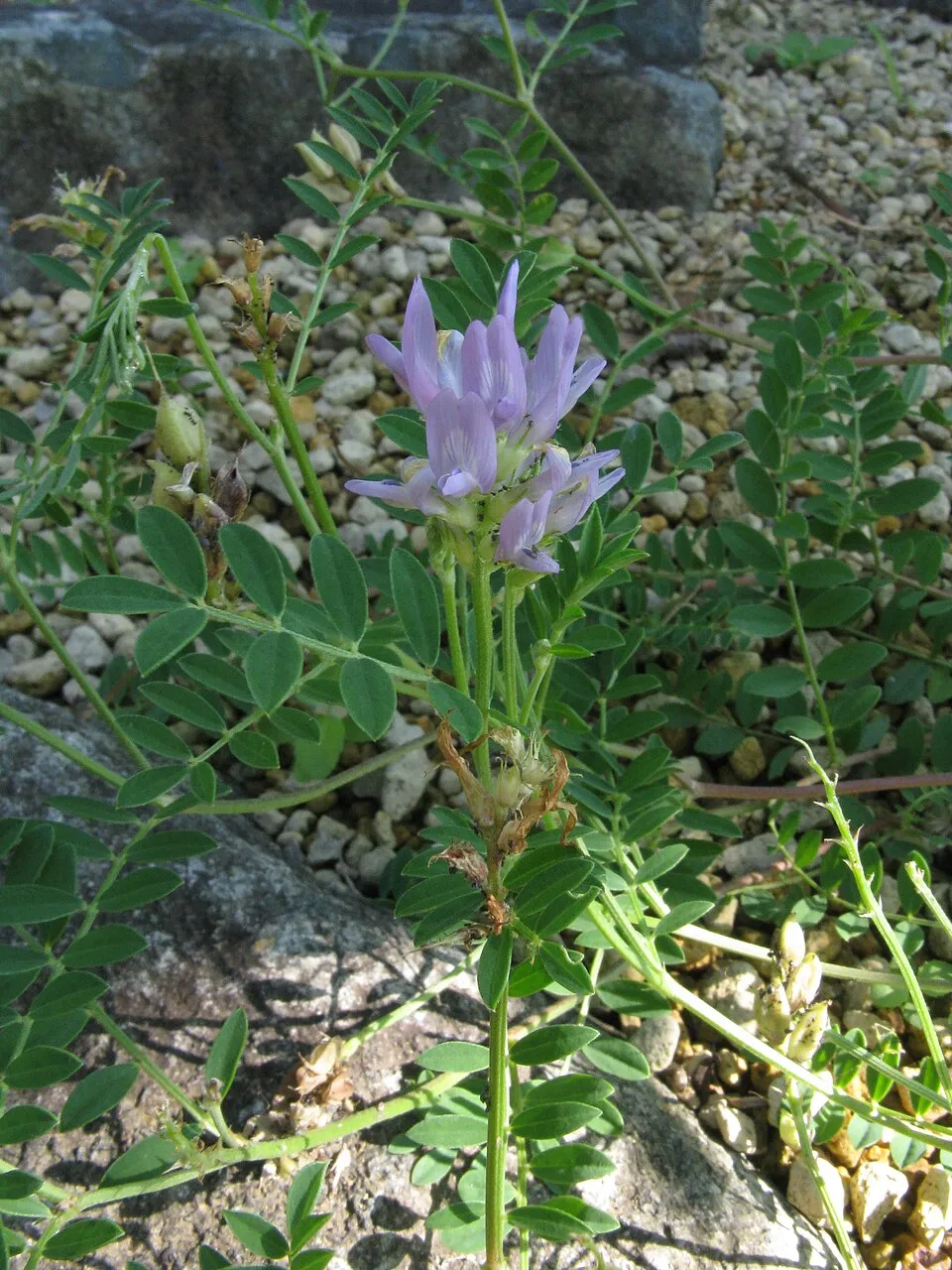 Astragalus adsurgens adalah spesies tumbuhan penting dari famili Fabaceae yang menarik untuk dipelajari