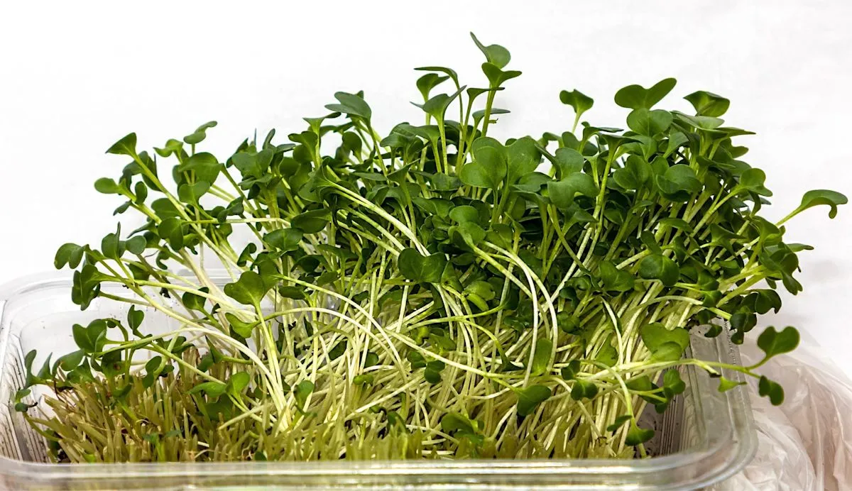 Recall alfalfa sprouts Everything Sprouts picu 55 kasus sakit akibat E coli