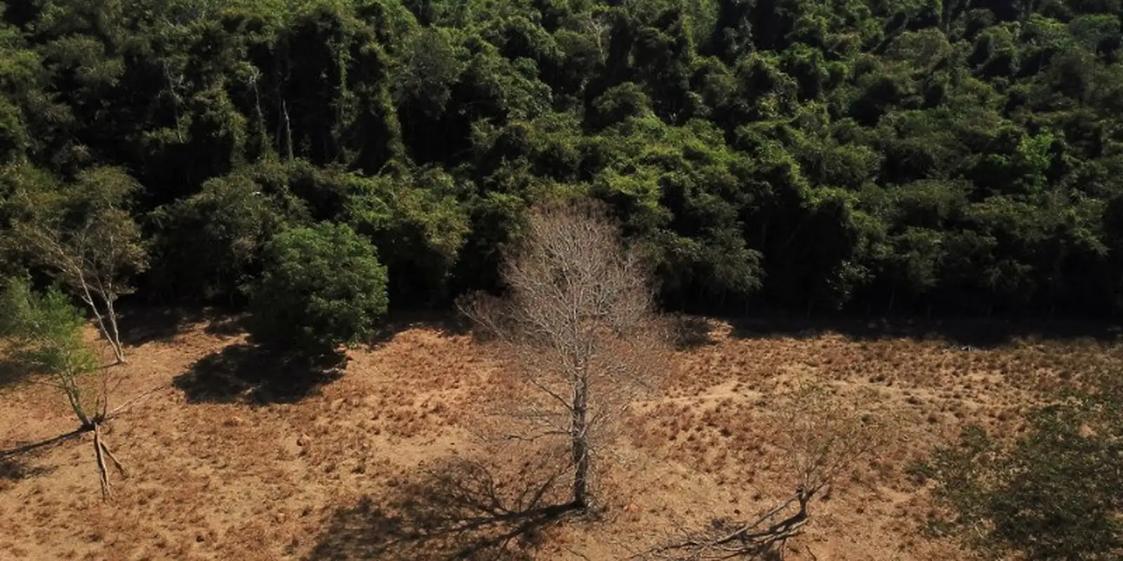 Pemerintah Brasil dituntut wujudkan target restorasi lahan terdegradasi pasca COP17
