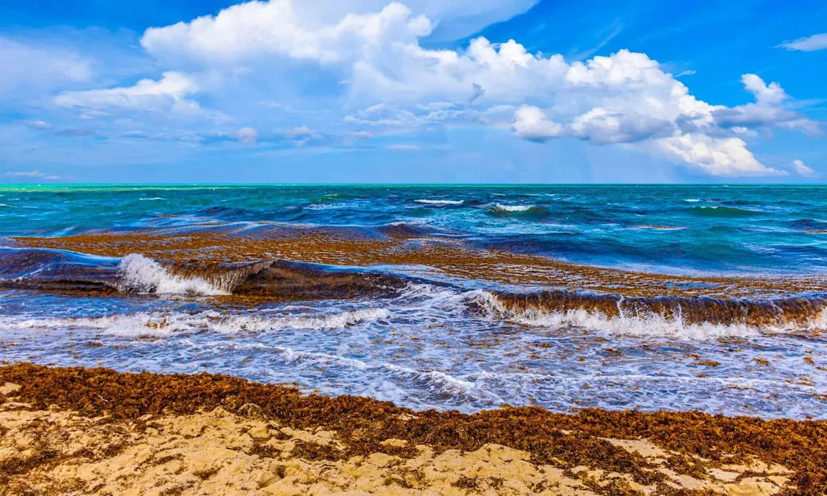 Sabuk alga sargassum sepanjang 5000 mil mencemari kawasan pantai Key West