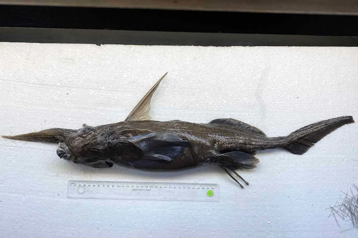 Spesies baru hiu hantu Rhinochimaera costaricana ditemukan di laut dalam Kosta Rika