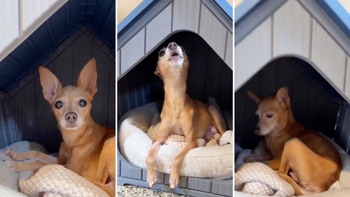 Starla seekor Chihuahua menangis haru saat pertama kali mengenal kasur