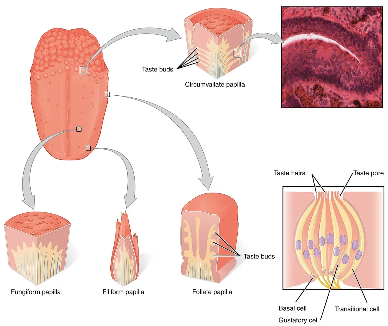 Taste receptor berperan penting dalam mendeteksi rasa dan mengatur respons fisiologis tubuh manusia