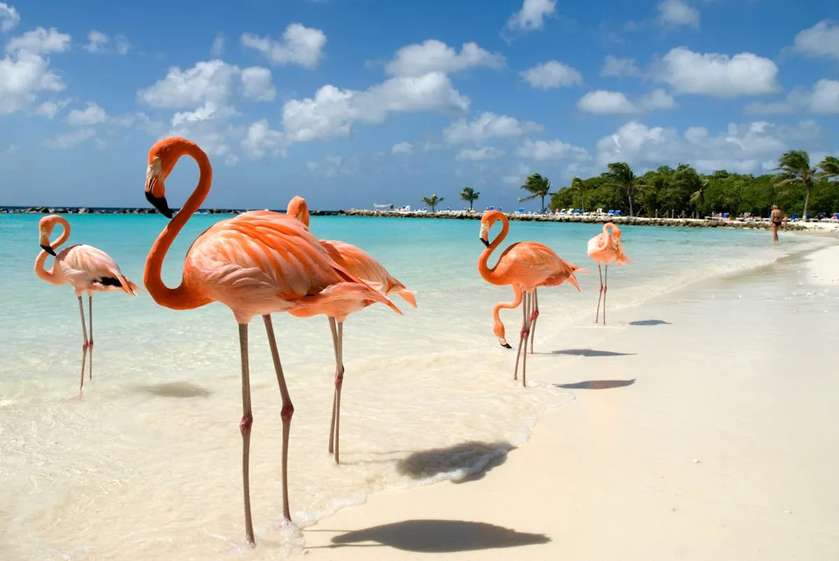Pemandangan pantai pasir putih dan jajaran resor mewah di pesisir Aruba