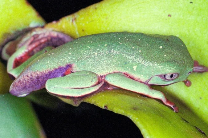 Serangan ranavirus mematikan menyebabkan populasi perereca di Mata Atlântica anjlok drastis