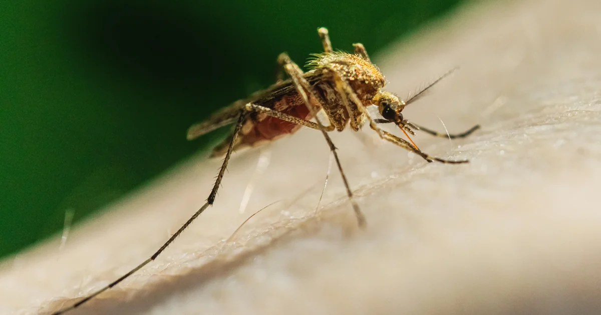 Kasus kematian pertama West Nile virus di Los Angeles County picu kewaspadaan warga